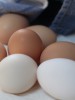 Un oeuf par jour n'est pas mauvais pour la santé